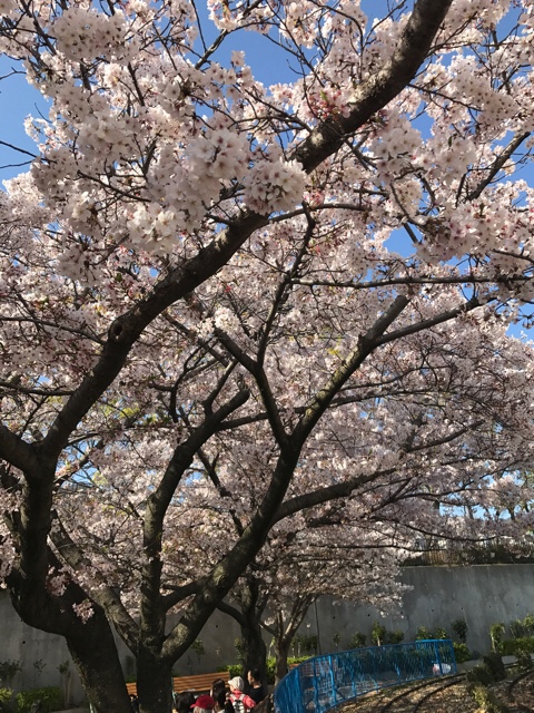 ☆入学式 着付け