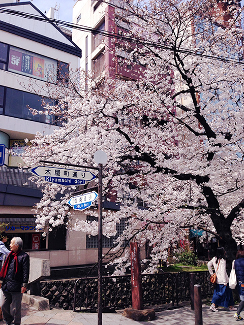京都☆桜、満開♪1