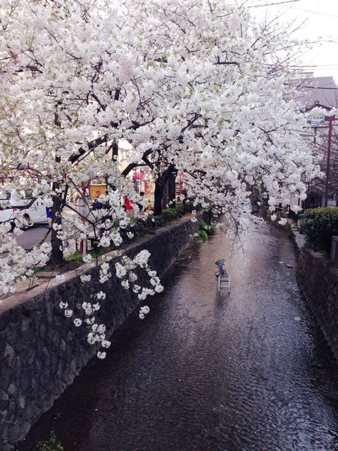 京都☆桜、満開♪2